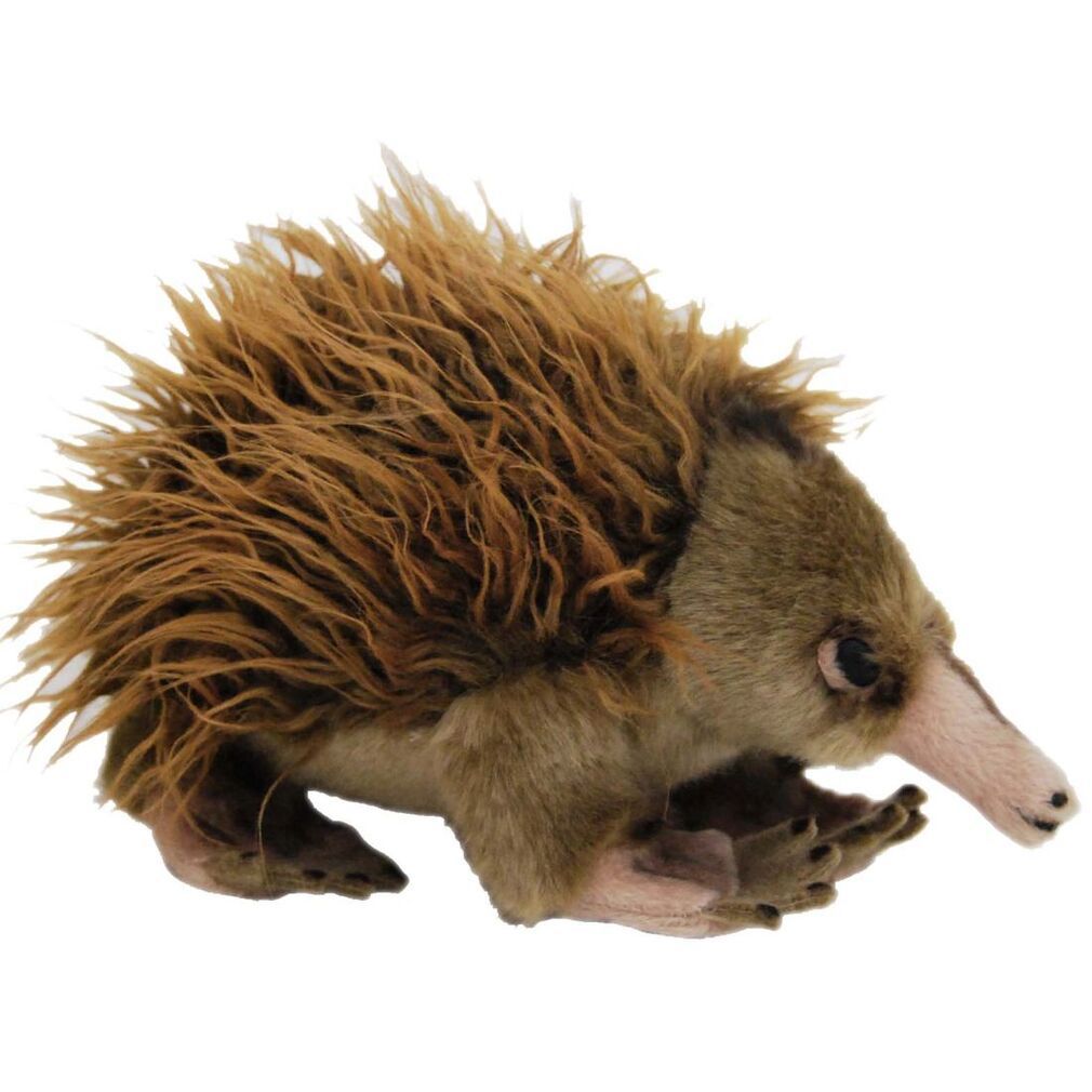Elka Ganyi Echidna  10cm x 22cm