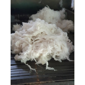 Scoured Tasmanian Merino Wool